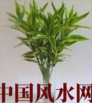 昌邑十二生肖养什么植物最旺财运？你知道吗！